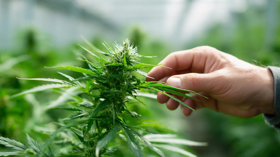 Cannabis ernten: Der richtige Zeitpunkt und worauf es ankommt - Hanfify
