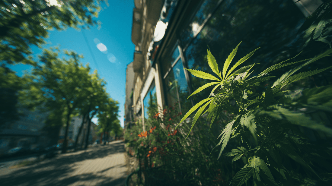 Cannabisblüten vom Arzt: Was beim Rezept wichtig ist - Hanfify