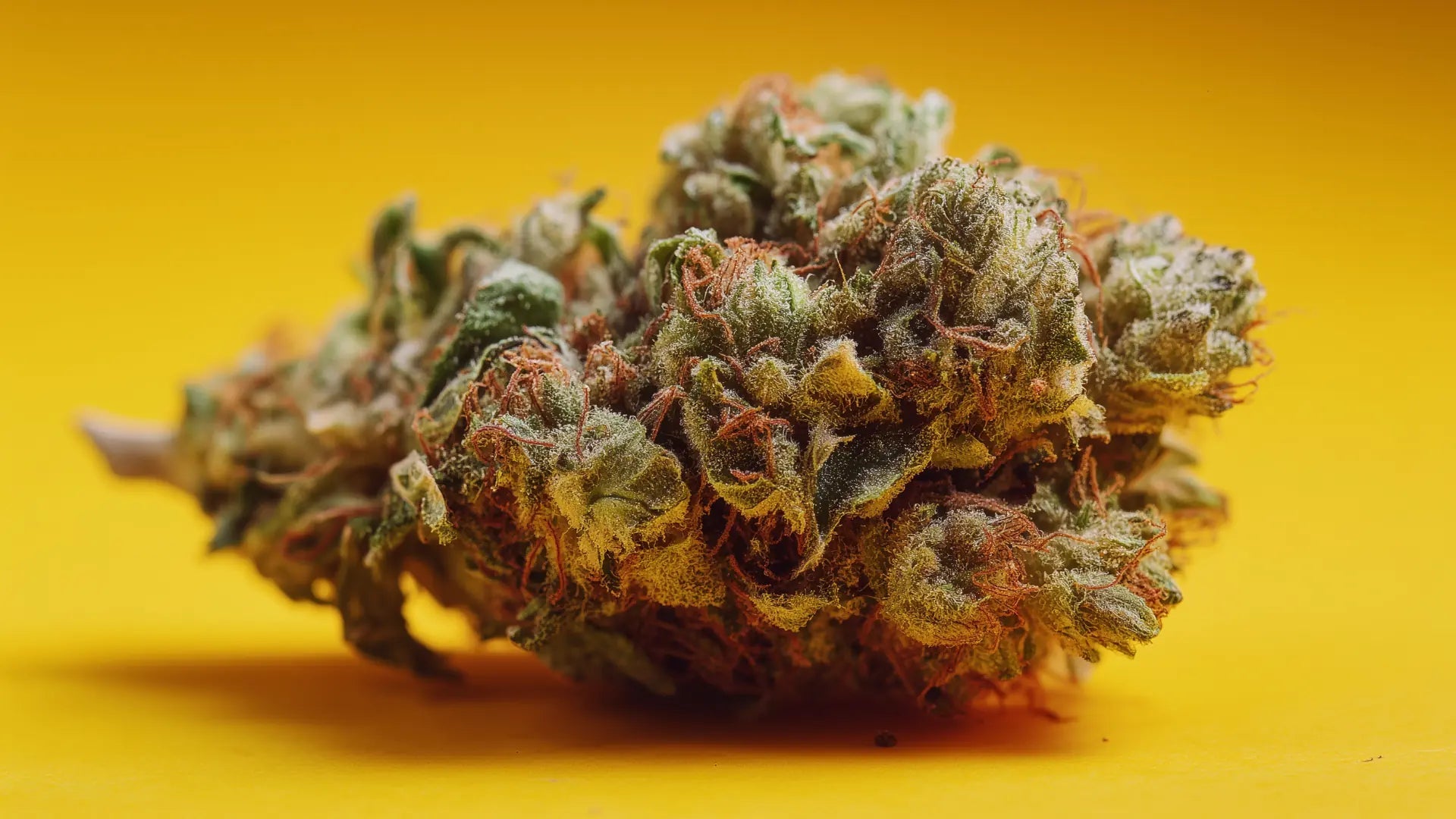 THC Gehalt in deinem Cannabis messen - Hanfify