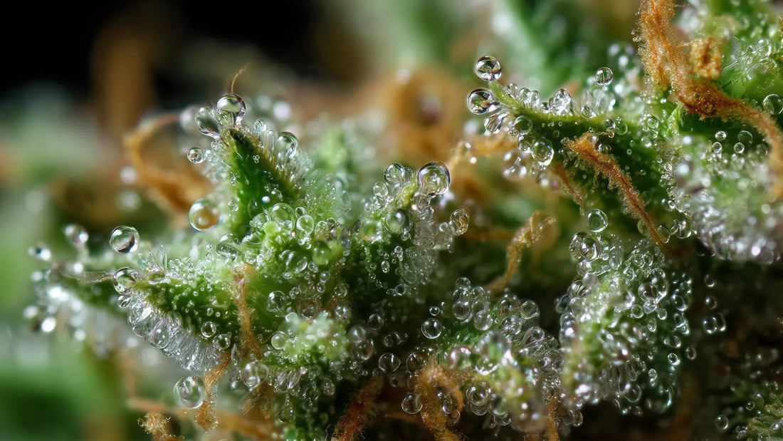 Trichome: Die kleinen Wirkstoffdrüsen der Cannabispflanze - Hanfify
