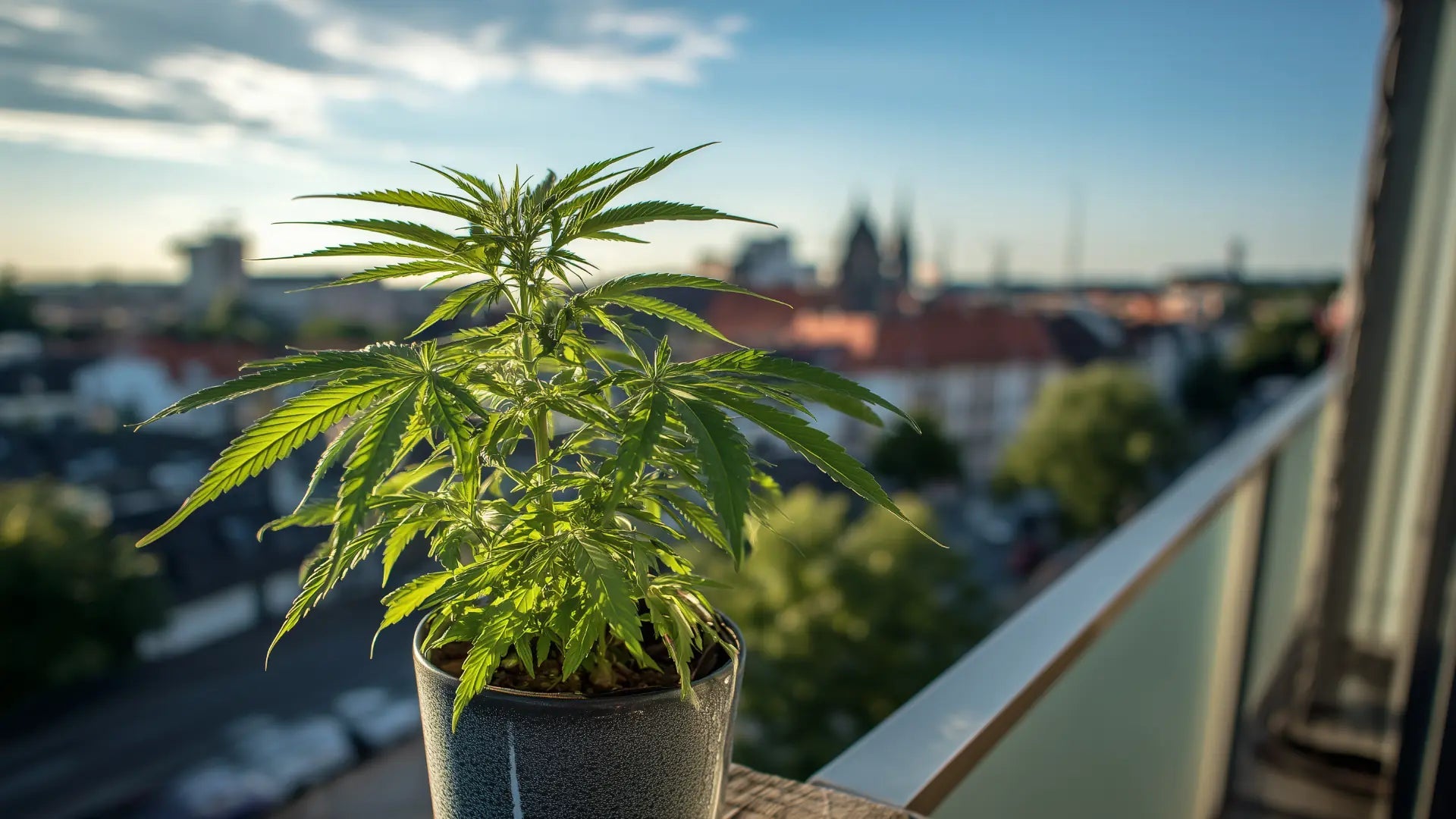 Was kostet ein legaler Homegrow 2026 wirklich? - Hanfify