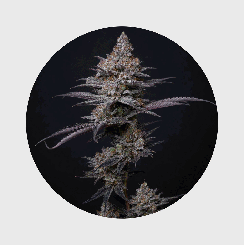 NEU!! Cali Genetics Blueberry Bubba 21% THC 🌱 fast flowering
