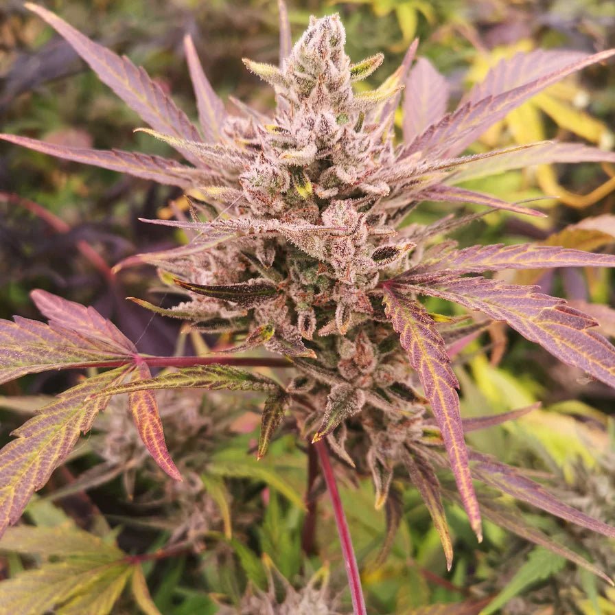 AK47 Samen Automatik Cannabissamen 1 Samen (+1 gratis) - Hanfify®
