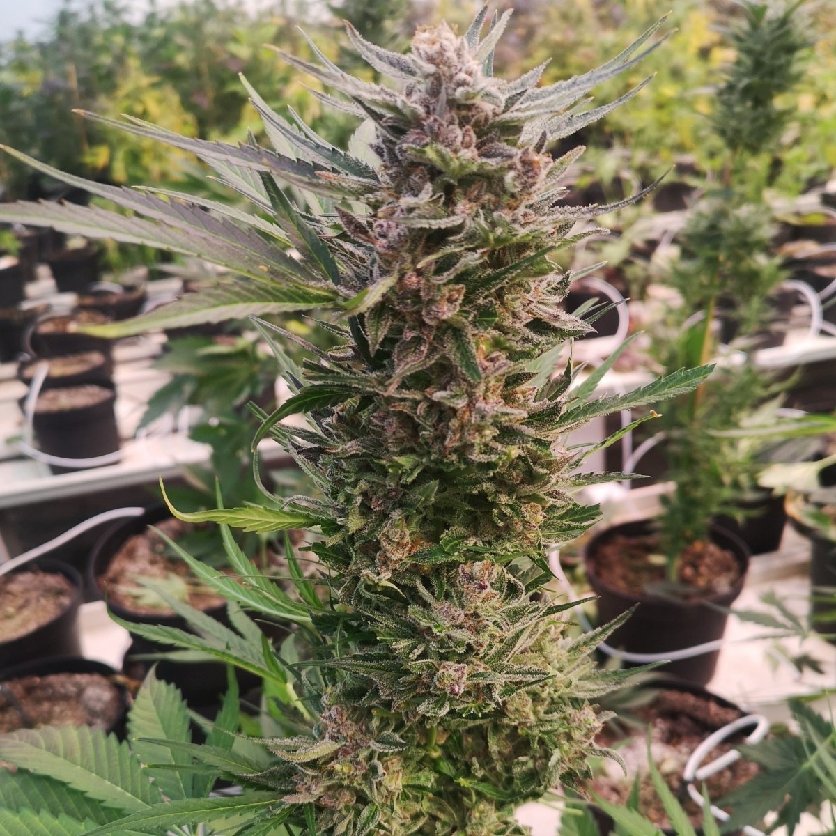 AK47 Samen Automatik Cannabissamen 1 Samen (+1 gratis) - Hanfify®