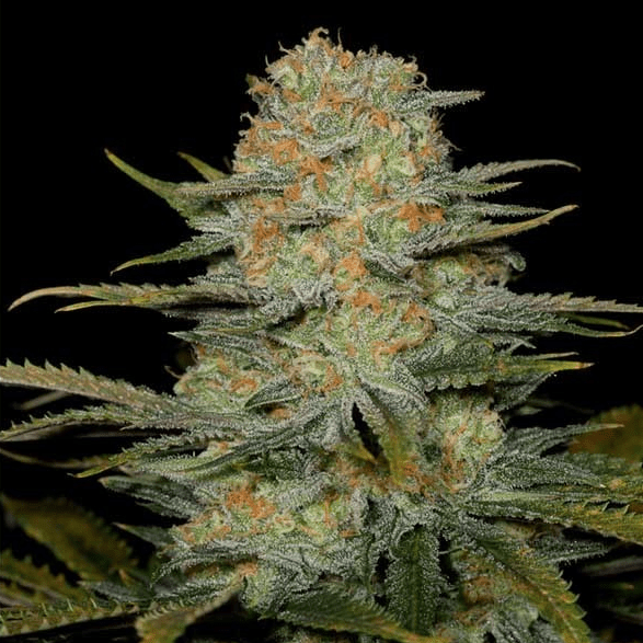 Amnesia CBD Samen Feminisiert Cannabissamen 1 Samen (+1 gratis) - Hanfify®