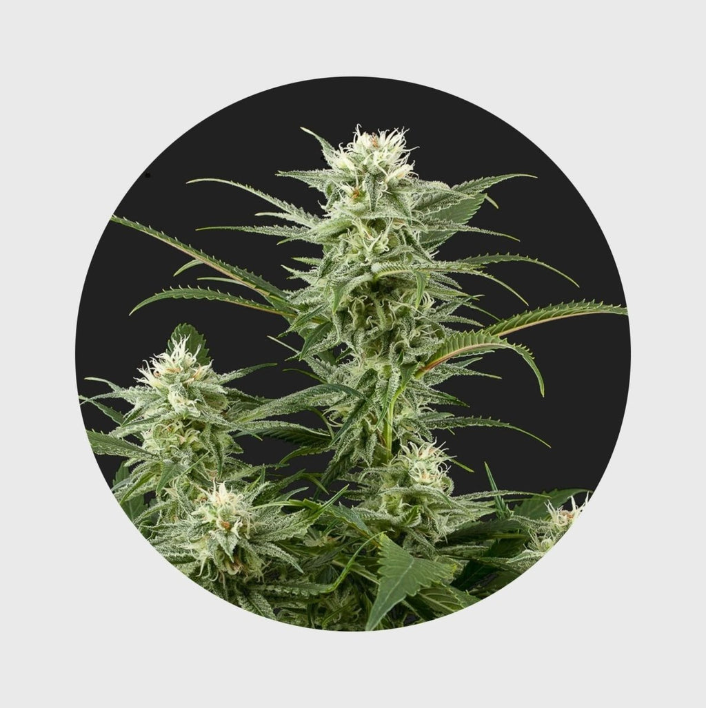 Amsterdams Finest Amnesia Haze 33% THC 🌱 full season Cannabissamen 3 Stück - Hanfify