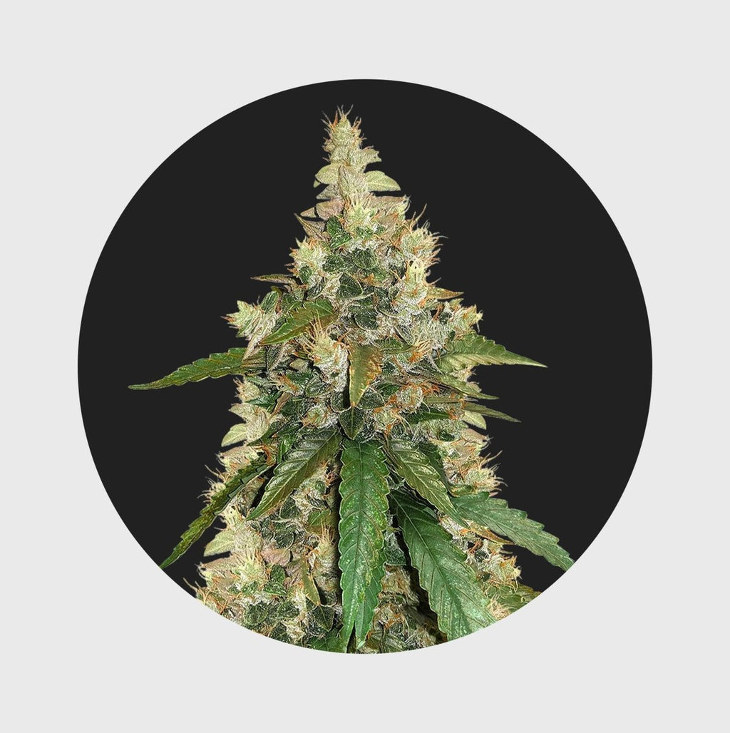 Amsterdams Finest Super Skunk 22% THC 🌱 auto flowering Cannabissamen 3 Stück - Hanfify