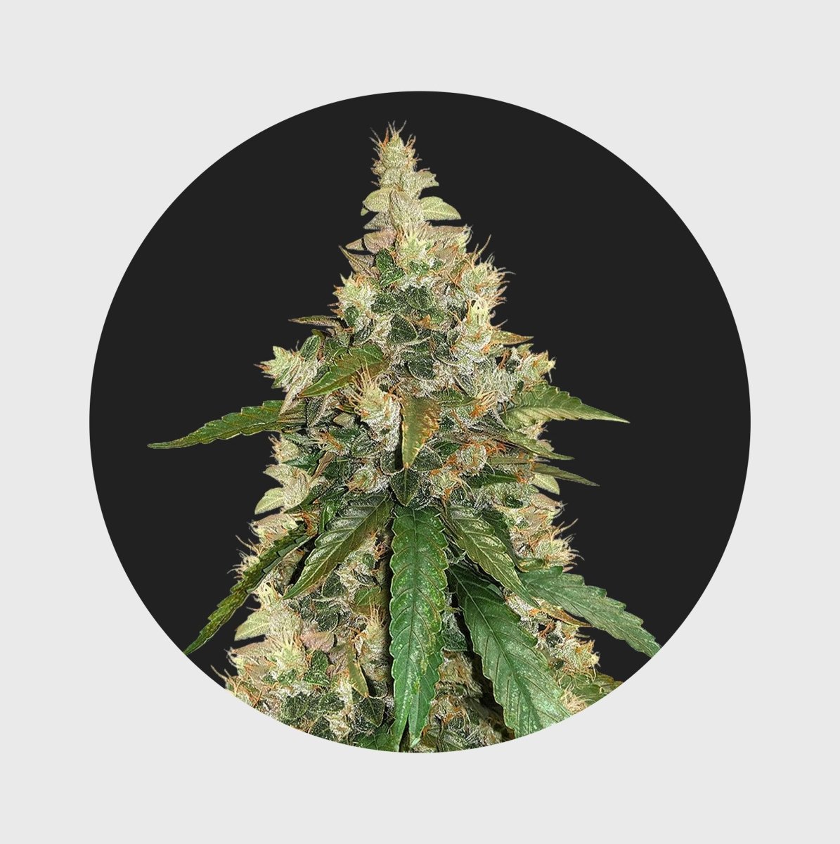Amsterdams Finest Super Skunk 22% THC 🌱 auto flowering Cannabissamen 3 Stück - Hanfify