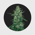Amsterdams Finest White Widow 22,5% THC 🌱 auto flowering Cannabissamen 3 Stück - Hanfify