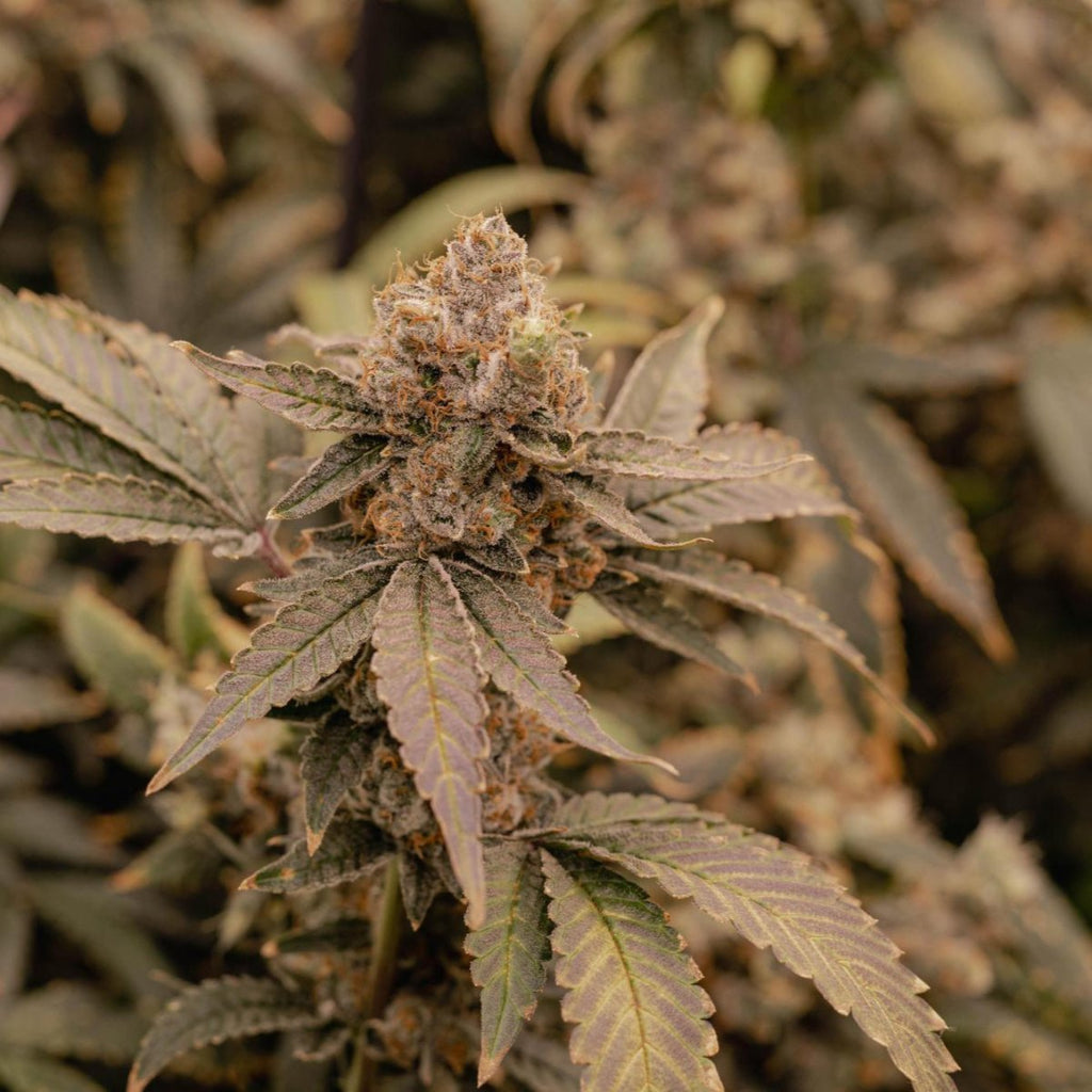 Apple Fritter Samen Automatik Cannabissamen 1 Samen - Hanfify®