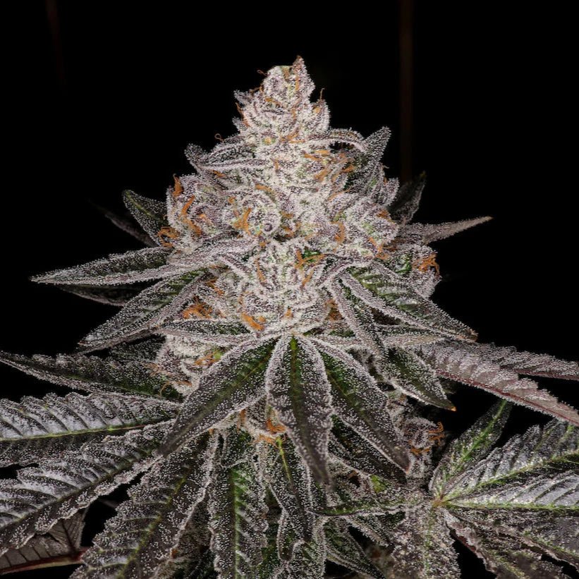 Apple Fritter Steckling Hanfpflanzen 1 Steckling - Hanfify®