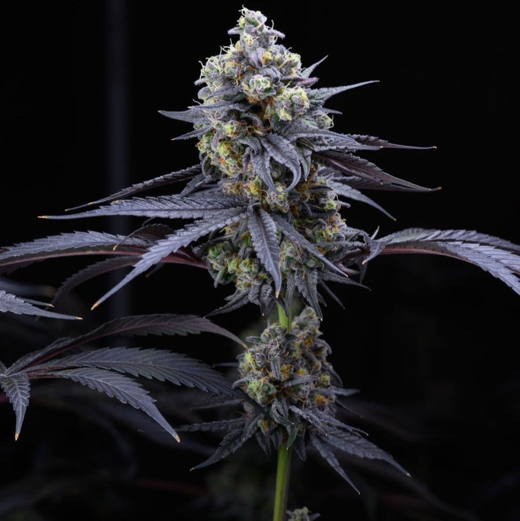 Apples & Bananas Samen Feminisiert Cannabissamen 1 Samen (+1 gratis) - Hanfify®