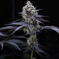 Apples & Bananas Samen Feminisiert Cannabissamen 1 Samen (+1 gratis) - Hanfify®
