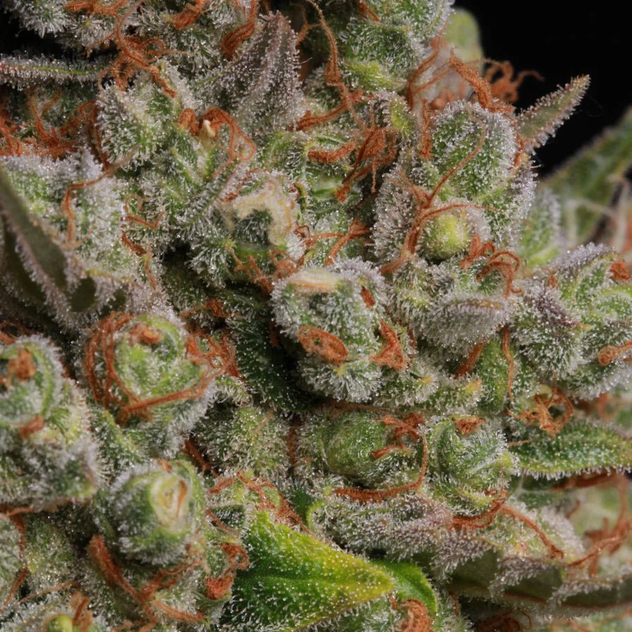 Banana Kush Samen Feminisiert Cannabissamen 1 Samen (+1 Gratis) - Hanfify®