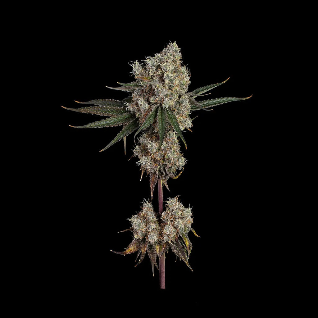 Banana Punch Samen Automatik Cannabissamen 3 Stück - Hanfify