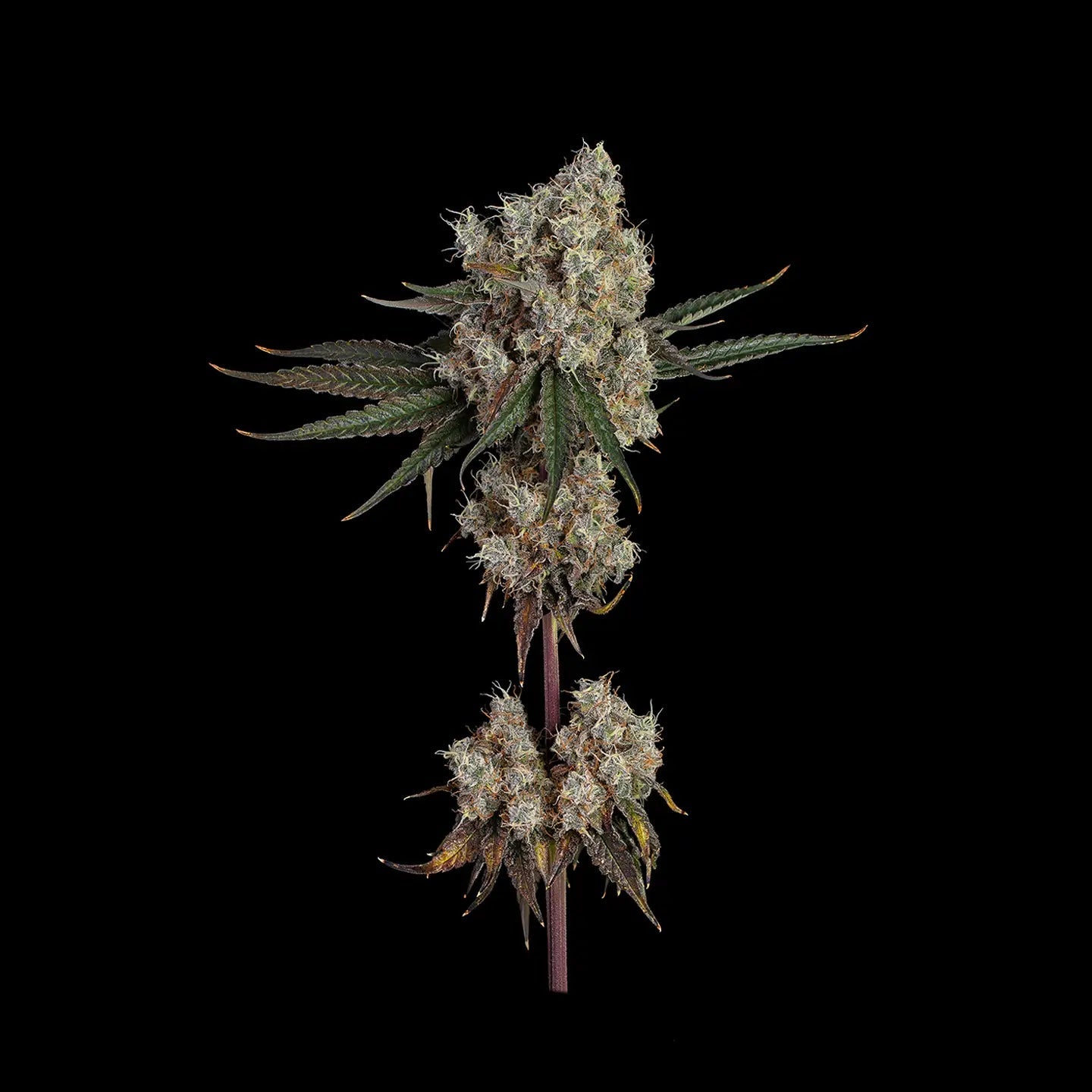 Banana Punch Samen Automatik Cannabissamen 3 Stück - Hanfify