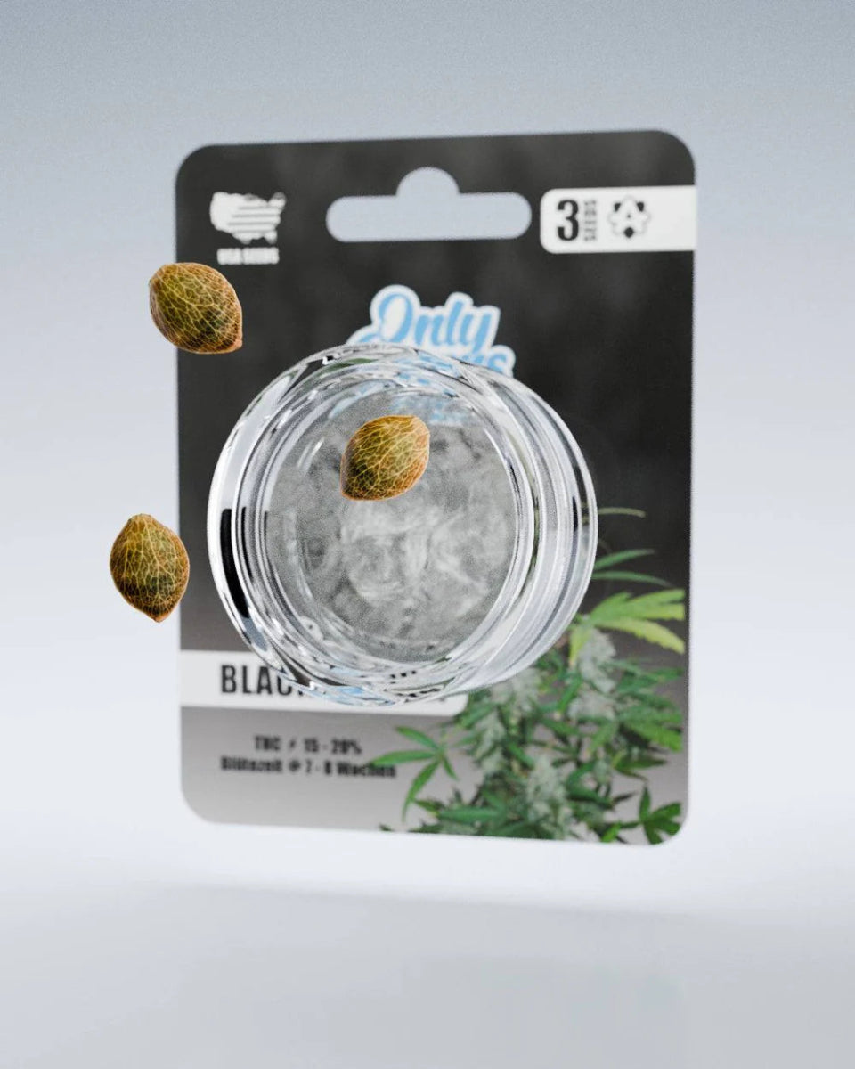 Black Domina THC - Seeds Cannabissamen - Hanfify