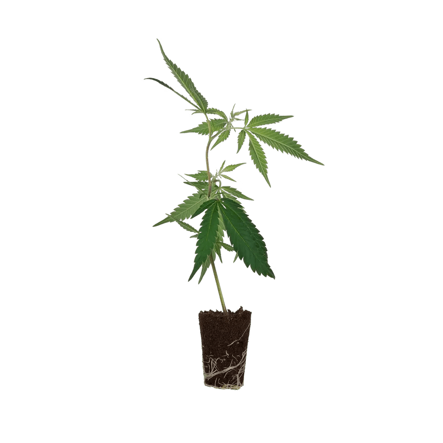 Blue Zushi Steckling Hanfpflanzen 1 Steckling - Hanfify®