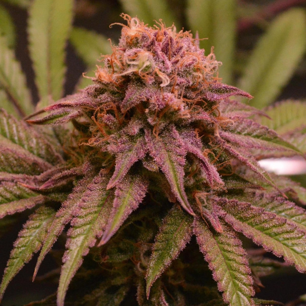 Blueberry Samen Automatik Cannabissamen 1 Samen (+1 Gratis) - Hanfify®