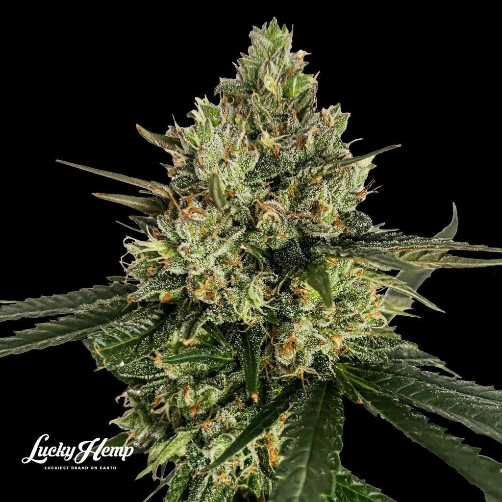 Cadillac Rainbow Samen Feminisiert Cannabissamen 1 Samen (+1 Gratis) - Hanfify®