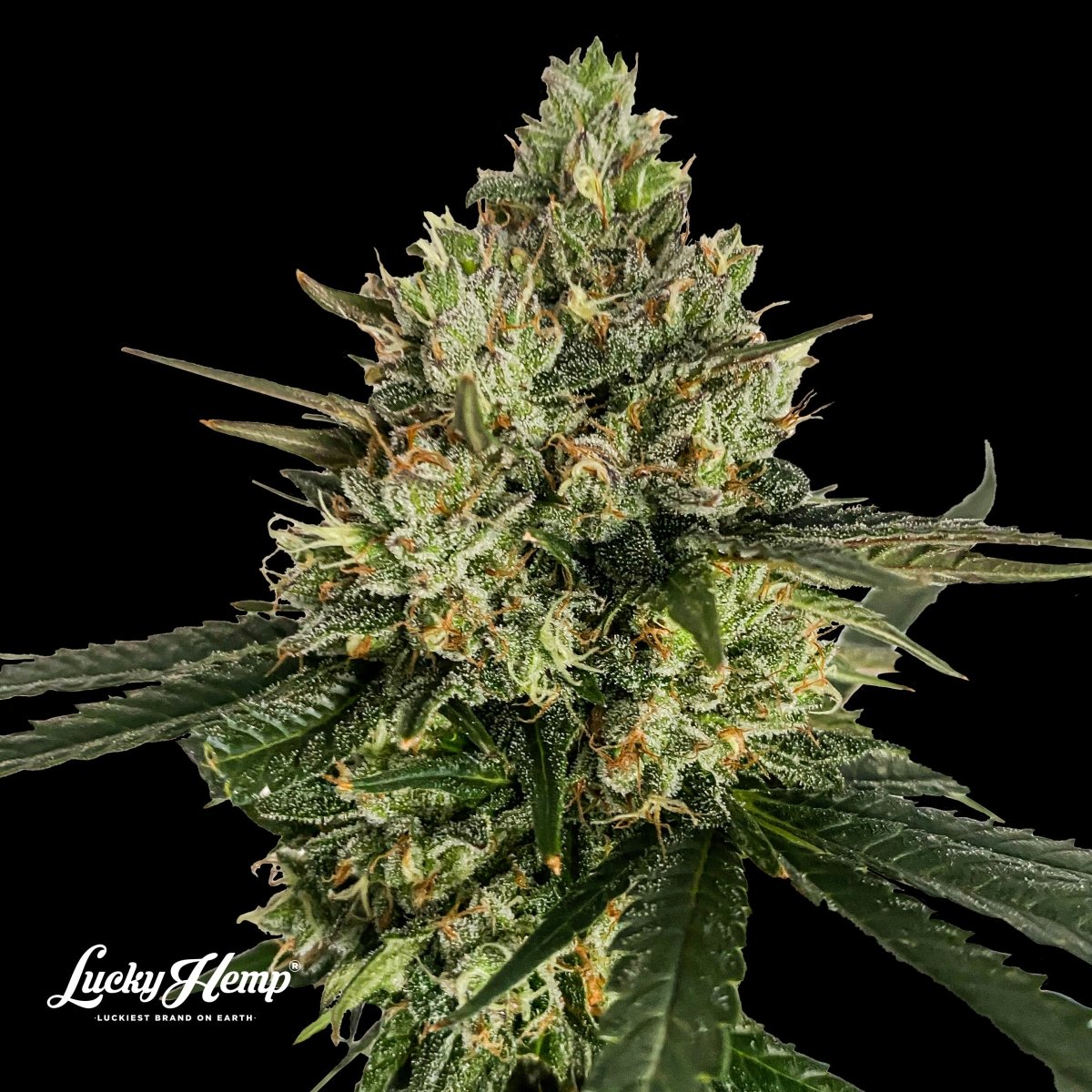 Cadillac Rainbow Samen Feminisiert Cannabissamen 1 Samen (+1 Gratis) - Hanfify®