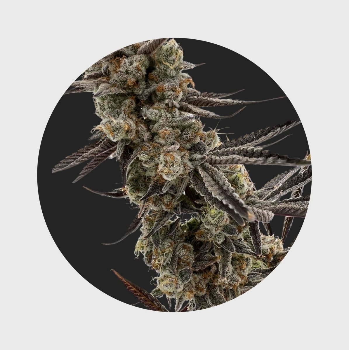 Cali Genetics GMO Rootbeer 33% THC 🌱 fast flowering Cannabissamen 3 Stück - Hanfify