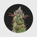 Cali Genetics Gorilla Glue 4 25% THC 🌱 full season Cannabissamen 3 Stück - Hanfify