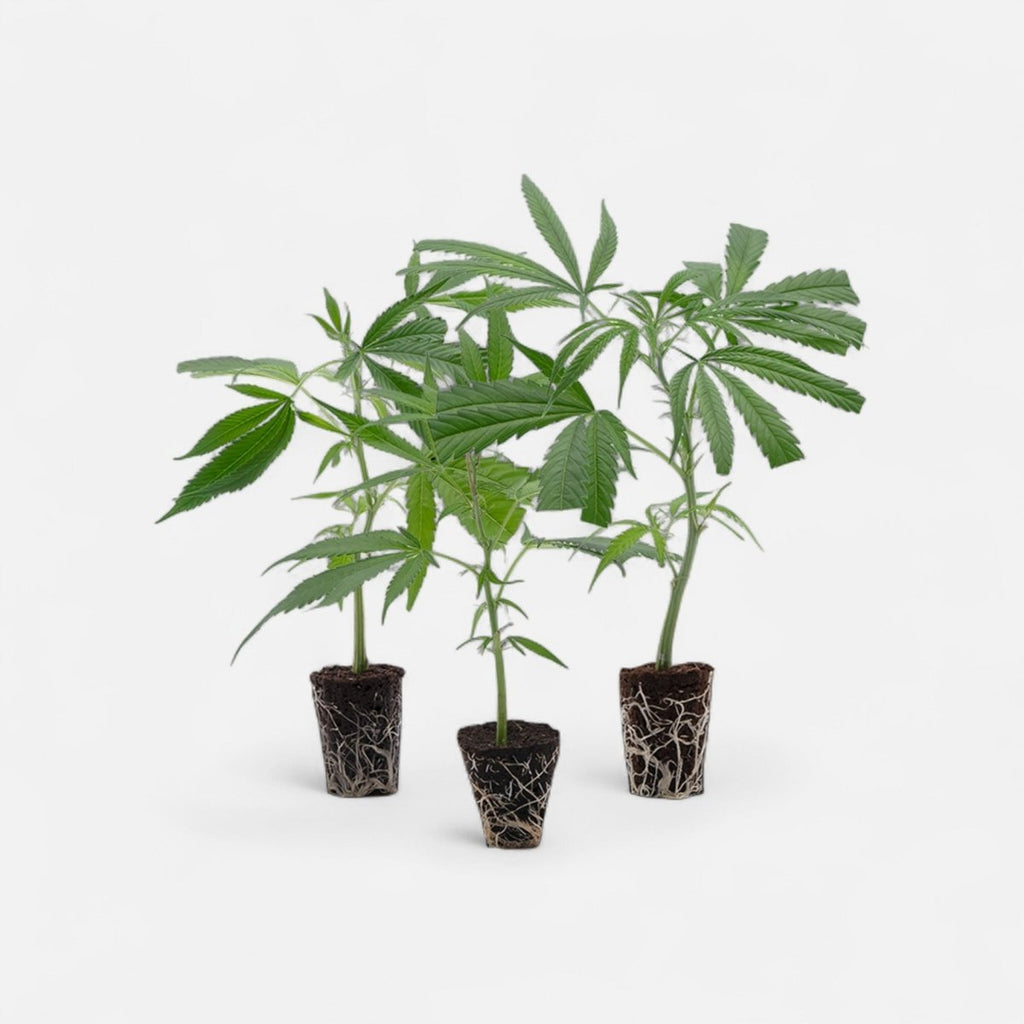 Cannabis - Steckling 3er - Set Hanfpflanzen - Hanfify