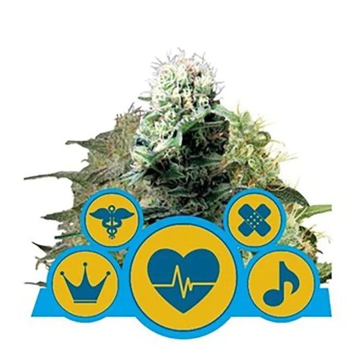 CBD Mix | Feminisiert Cannabissamen - Hanfify