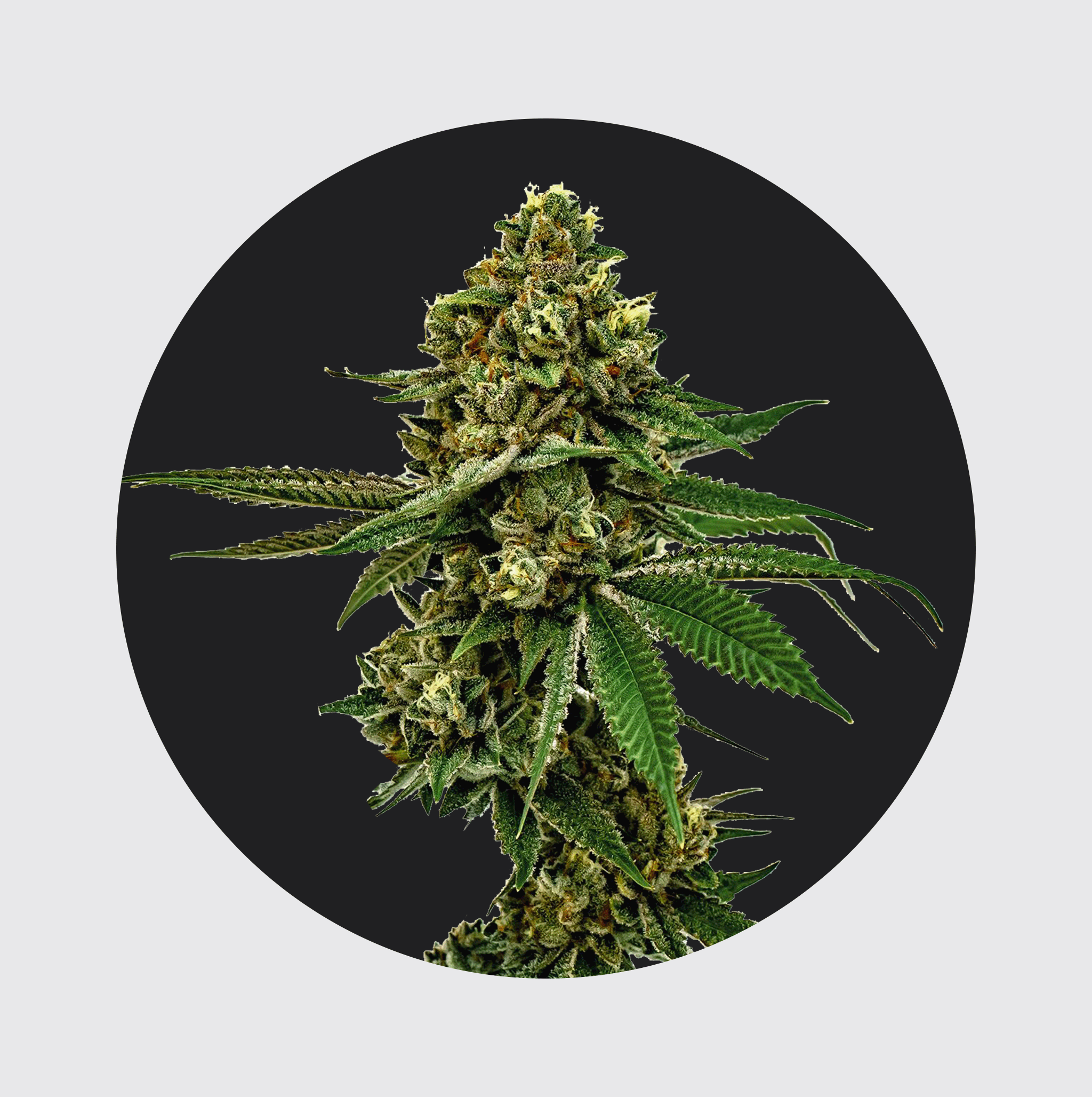 NEW!! Cali Genetics Forbidden Runtz 27.5% THC 🌱 fast flowering