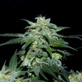 Charlottes Web CBD Samen Feminisiert Cannabissamen 1 Samen ( +1 gratis) - Hanfify®