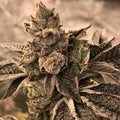 Cookies & Cream Samen Feminisiert Cannabissamen 1 Samen - Hanfify®