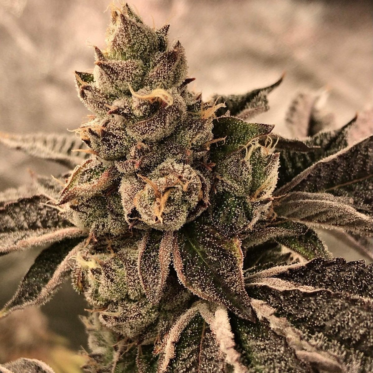 Cookies & Cream Samen Feminisiert Cannabissamen 1 Samen - Hanfify®
