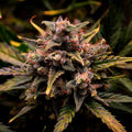 Cream Mandarine Samen Automatik Cannabissamen 1 Samen (+1 Gratis) - Hanfify®