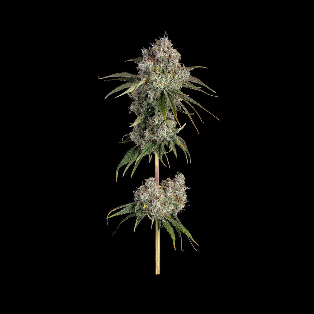 Critical Kush Samen Automatik Cannabissamen 3 Stück - Hanfify