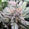 Critical Samen Automatik Cannabissamen 1 Samen - Hanfify®