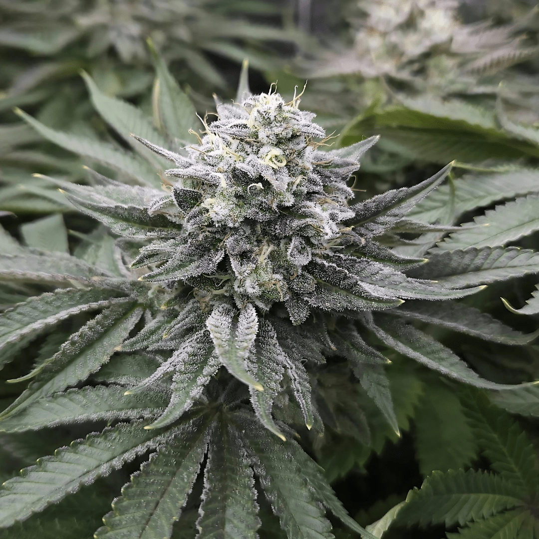 Critical Samen Feminisiert Cannabissamen 1 Samen (+1 Gratis) - Hanfify®