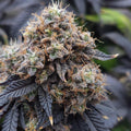 Do - Si - Dos Samen Feminisiert Cannabissamen 1 Samen (+1 Gratis) - Hanfify®