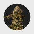 NEW!! Cali Genetics Mango Smile 25% THC 🌱 auto flowering