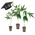 Einsteiger Set Stecklinge Hanfpflanzen 3 Stecklinge - Hanfify®