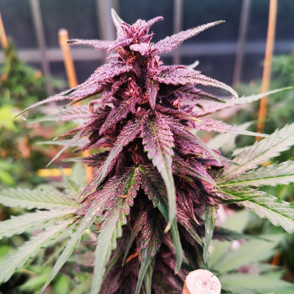 Gelato Samen Automatik Cannabissamen 1 Samen (+1 Gratis) - Hanfify®