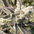 Georgia Pie Samen Feminisiert Cannabissamen 1 Samen - Hanfify®