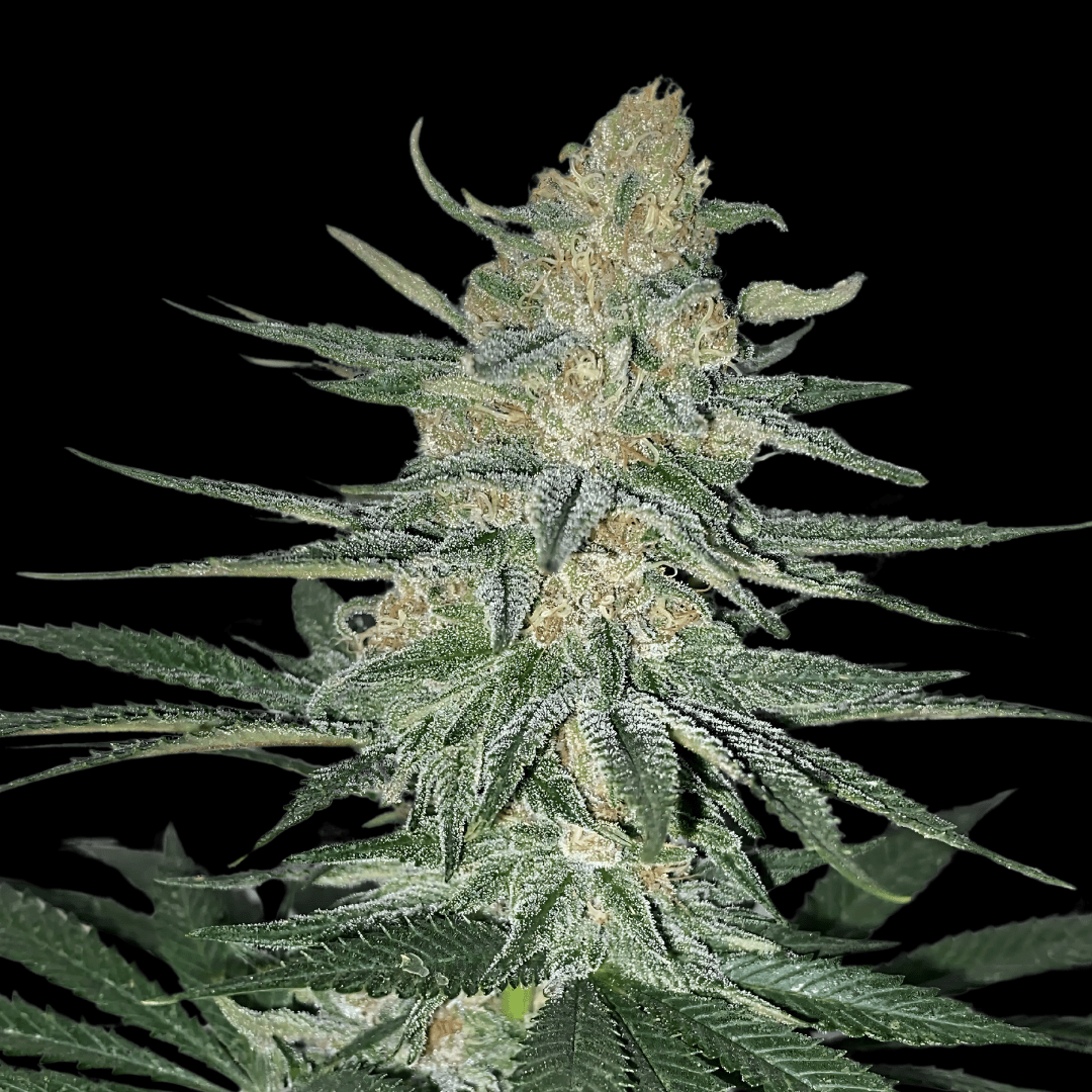 Gorilla Glue Samen Feminisiert Cannabissamen 1 Samen - Hanfify®