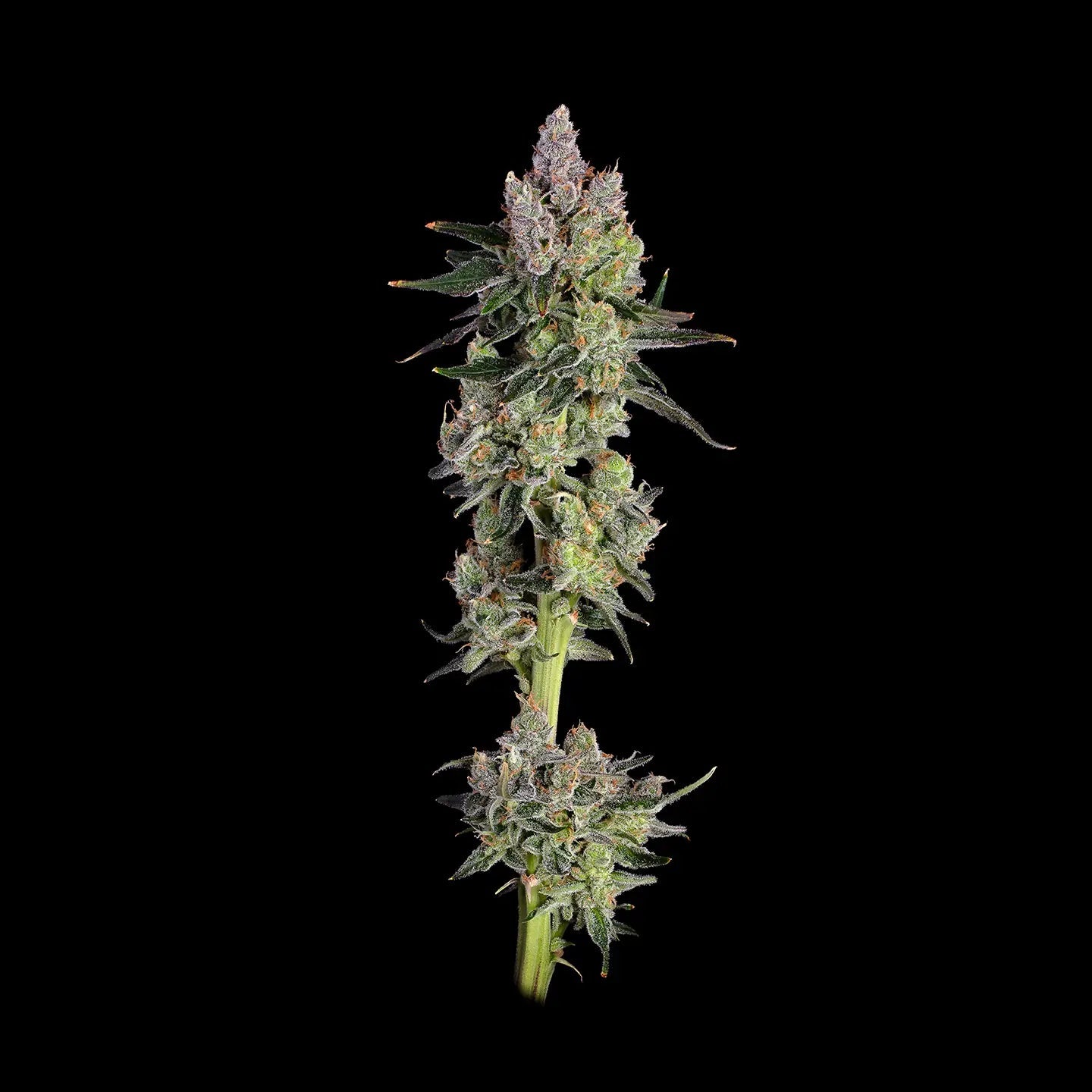 Gorilla Glue Samen Feminisiert Fast Cannabissamen 3 Stück - Hanfify