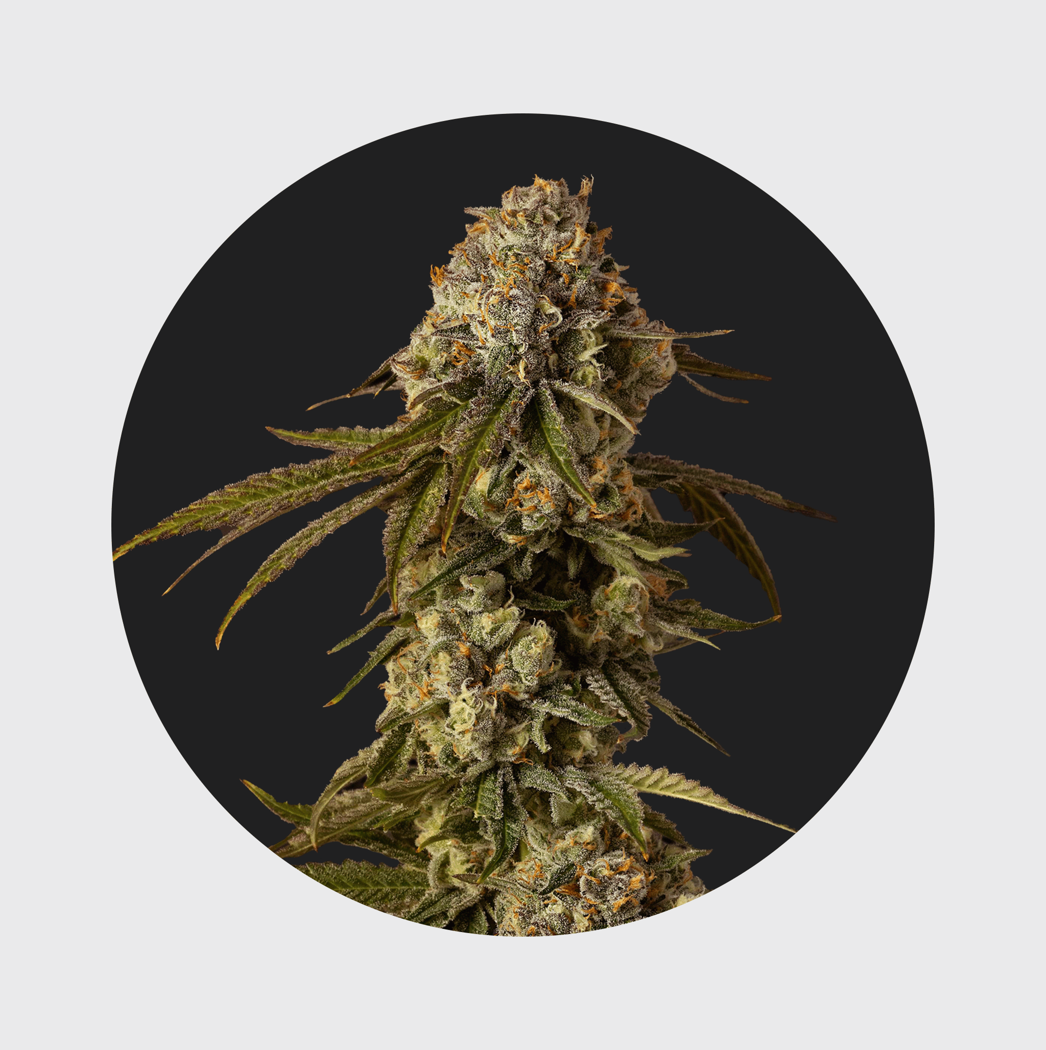 NEW!! Cali Genetics Mango Smile 25% THC 🌱 auto flowering