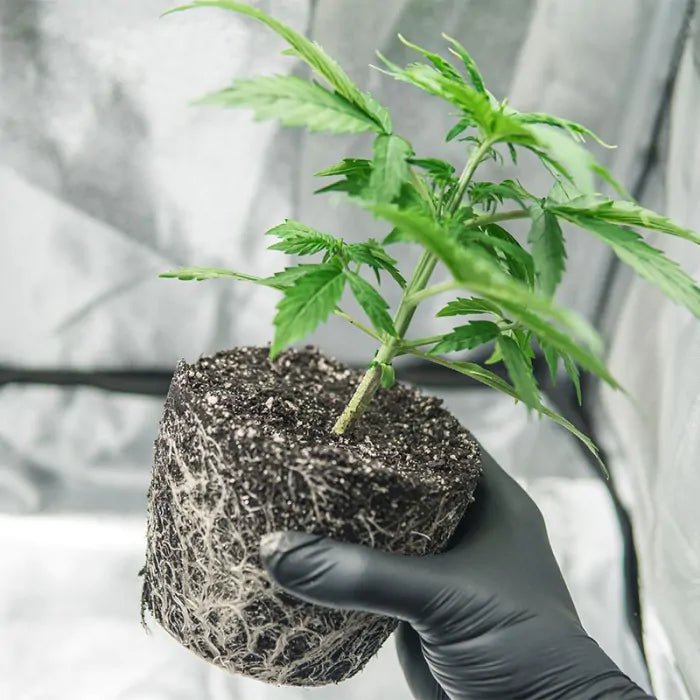 Hesi Wurzel Complex Growshop - Hanfify