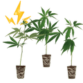 High THC Steckling Sete Hanfpflanzen 3 Stecklinge - Hanfify®