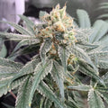 Honey M CBD Samen Feminisiert Cannabissamen 1 Samen (+1 Gratis) - Hanfify®