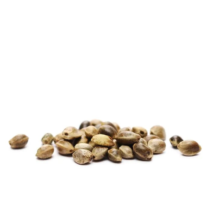 Jamaican Pearl | Feminisiert Cannabissamen - Hanfify