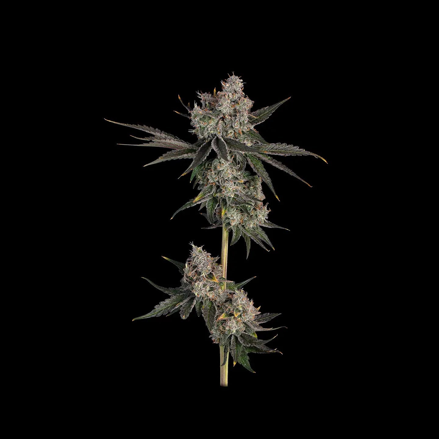 Knockout US - Samen Feminisiert Cannabissamen 3 Stück - Hanfify